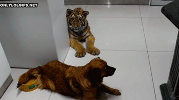Felinos