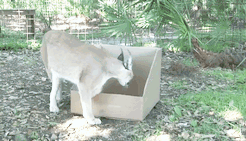 Felinos