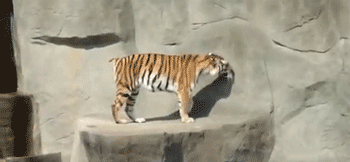 Felinos